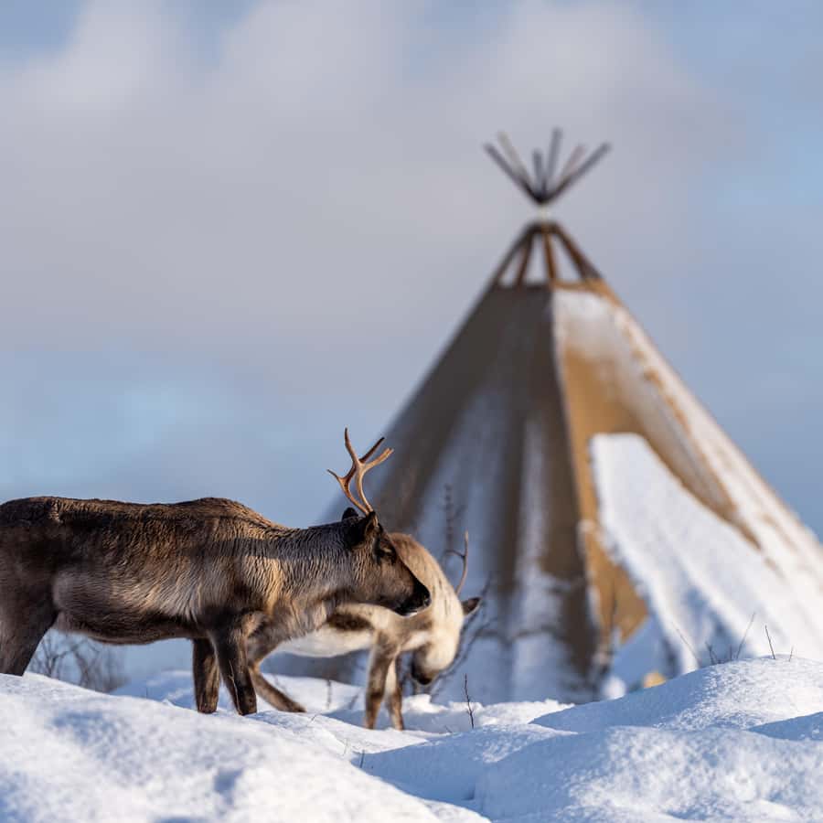 Discover the Beauty of Norway: A Guide to Unforgettable Trips