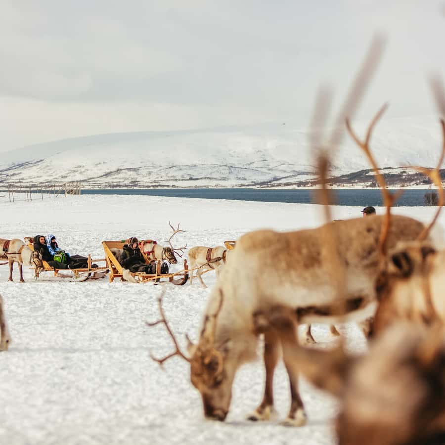 Tromsø Reindeer Sledding & Feeding with a Sami Guide