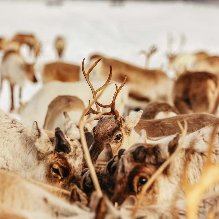 Tromsø Reindeer Sledding & Feeding with a Sami Guide