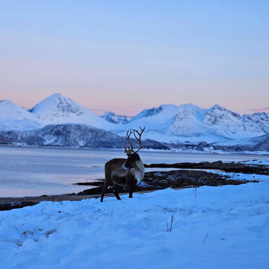 From Tromsø Arctic Wildlife & Fjord Sightseeing Tour by Car