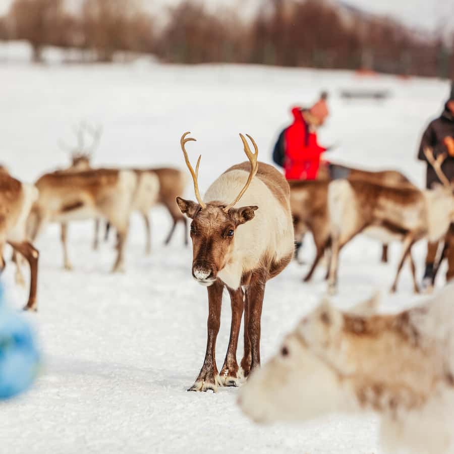 Tromsø Reindeer Sledding & Feeding with a Sami Guide