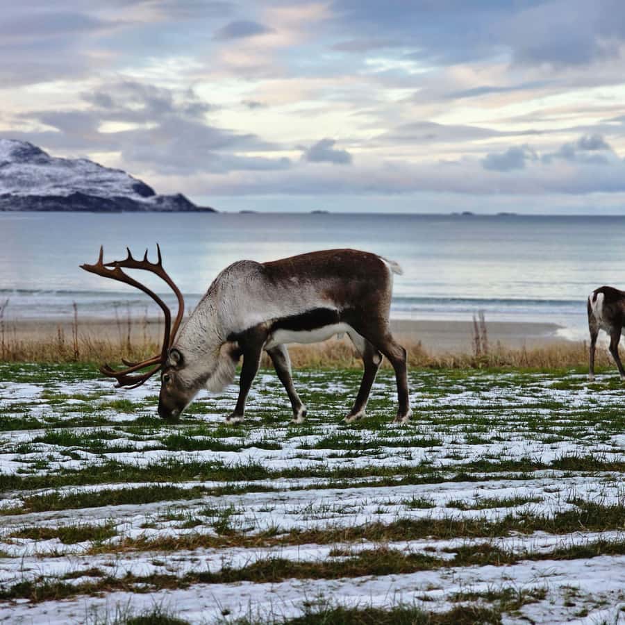 From Tromsø Arctic Wildlife & Fjord Sightseeing Tour by Car