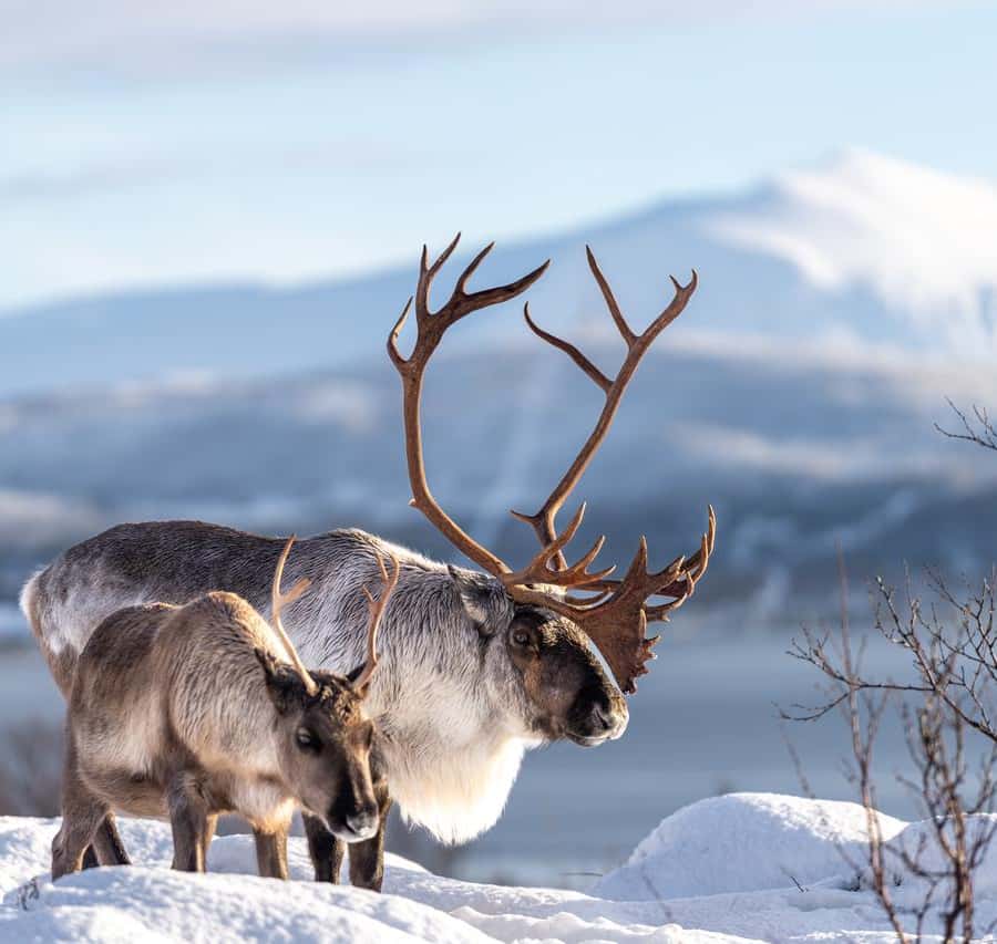 Tromsø: Royal Reindeer Feeding & Sami Culture Experience