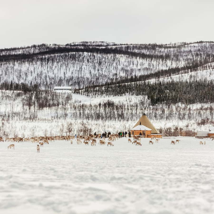 Tromsø Reindeer Sledding & Feeding with a Sami Guide