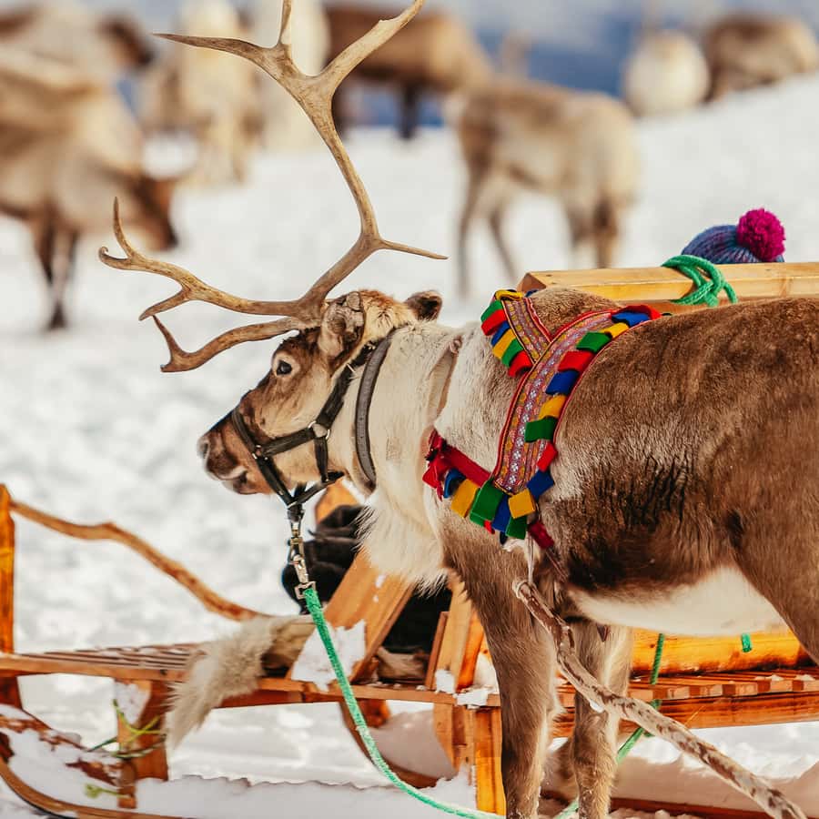 Tromsø Reindeer Sledding & Feeding with a Sami Guide