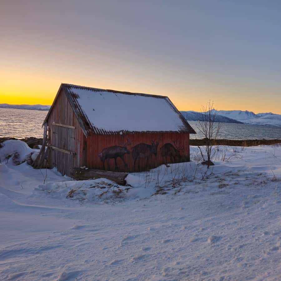 From Tromsø Arctic Wildlife & Fjord Sightseeing Tour by Car