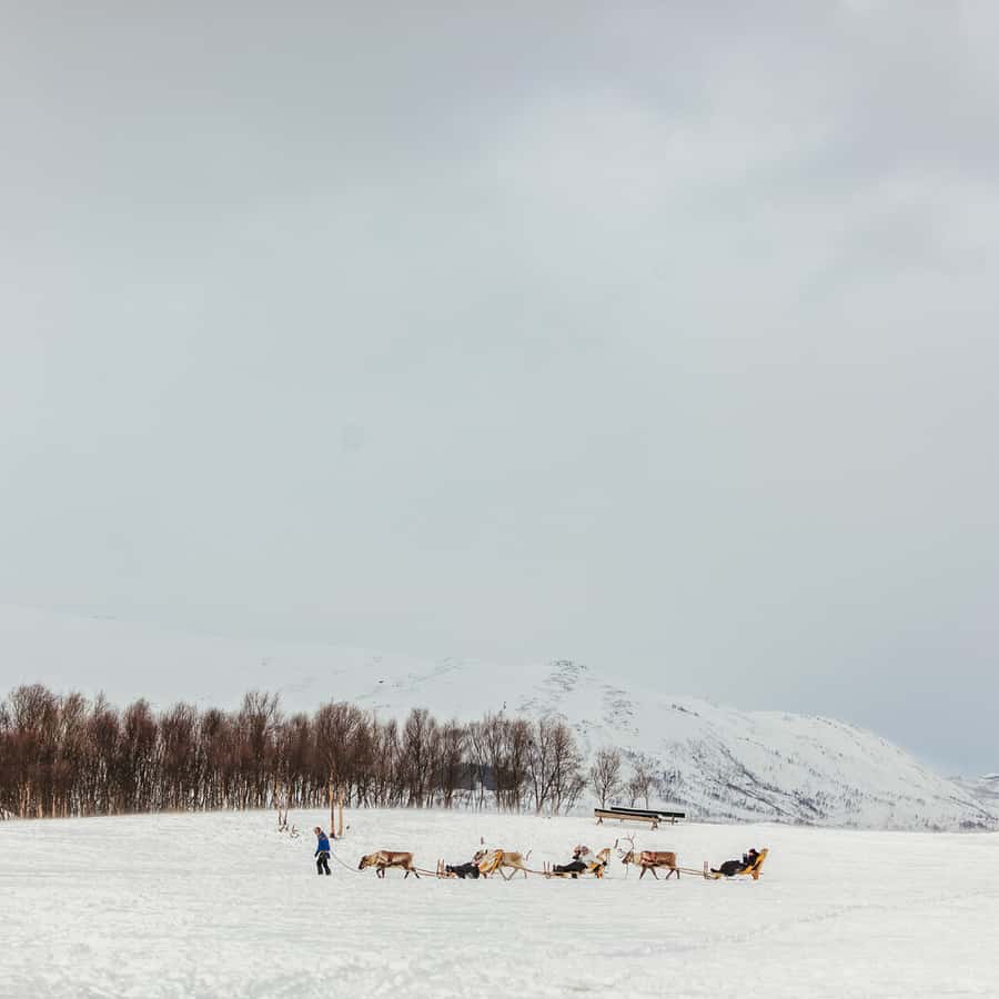 Tromsø Reindeer Sledding & Feeding with a Sami Guide