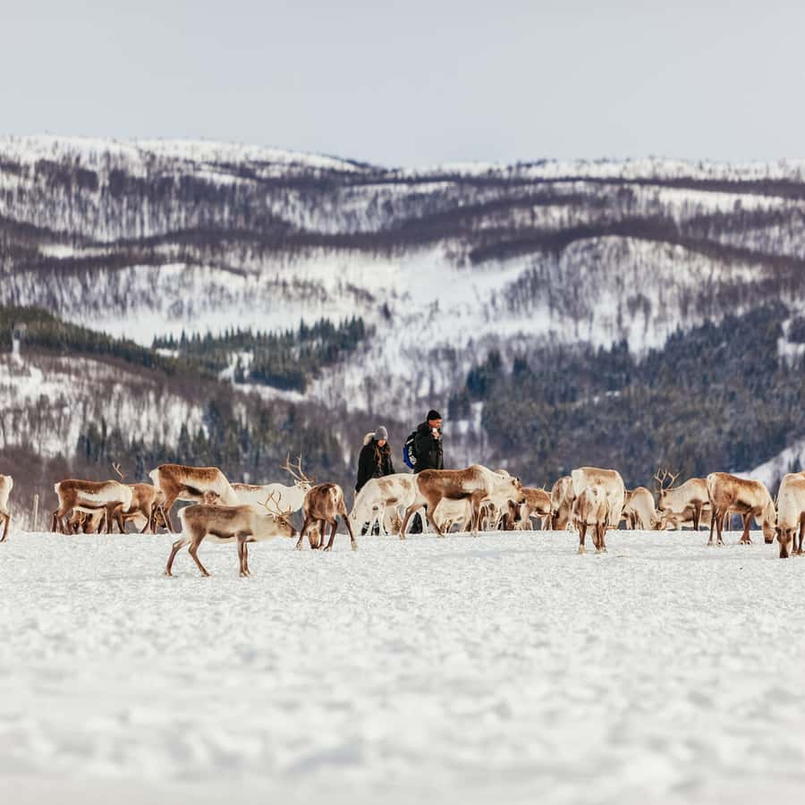 Tromsø Reindeer Sledding & Feeding with a Sami Guide