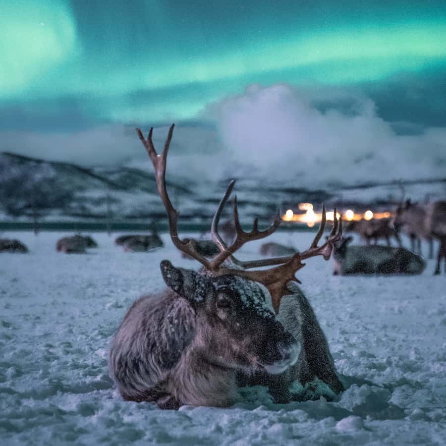 Tromsø Reindeer Sled Dinner and Chance of Northern Lights