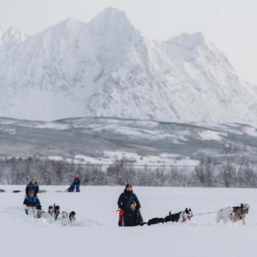 From Tromsø Husky Experience with Self Drive Dog Sled Ride