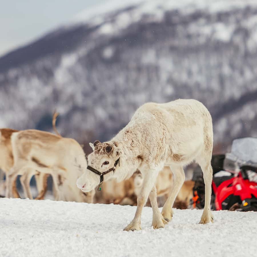 Tromsø Reindeer Sledding & Feeding with a Sami Guide