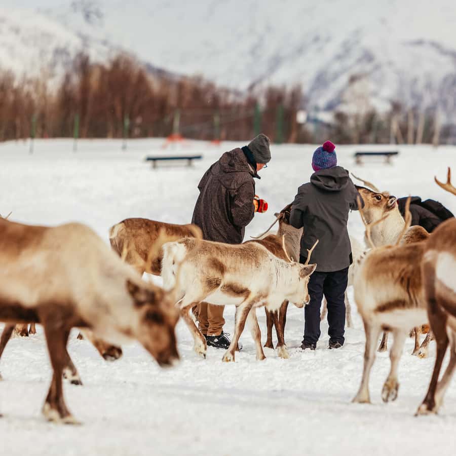 Tromsø Reindeer Sledding & Feeding with a Sami Guide