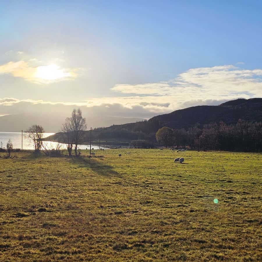 From Tromsø Arctic Wildlife & Fjord Sightseeing Tour by Car