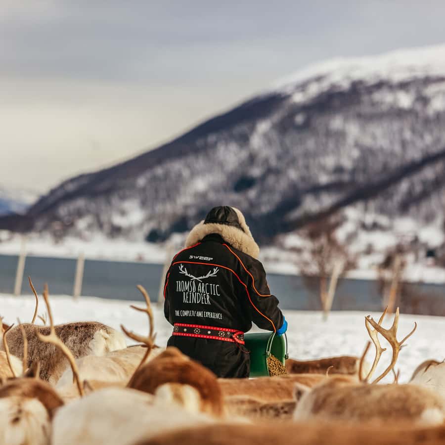 Tromsø Reindeer Sledding & Feeding with a Sami Guide