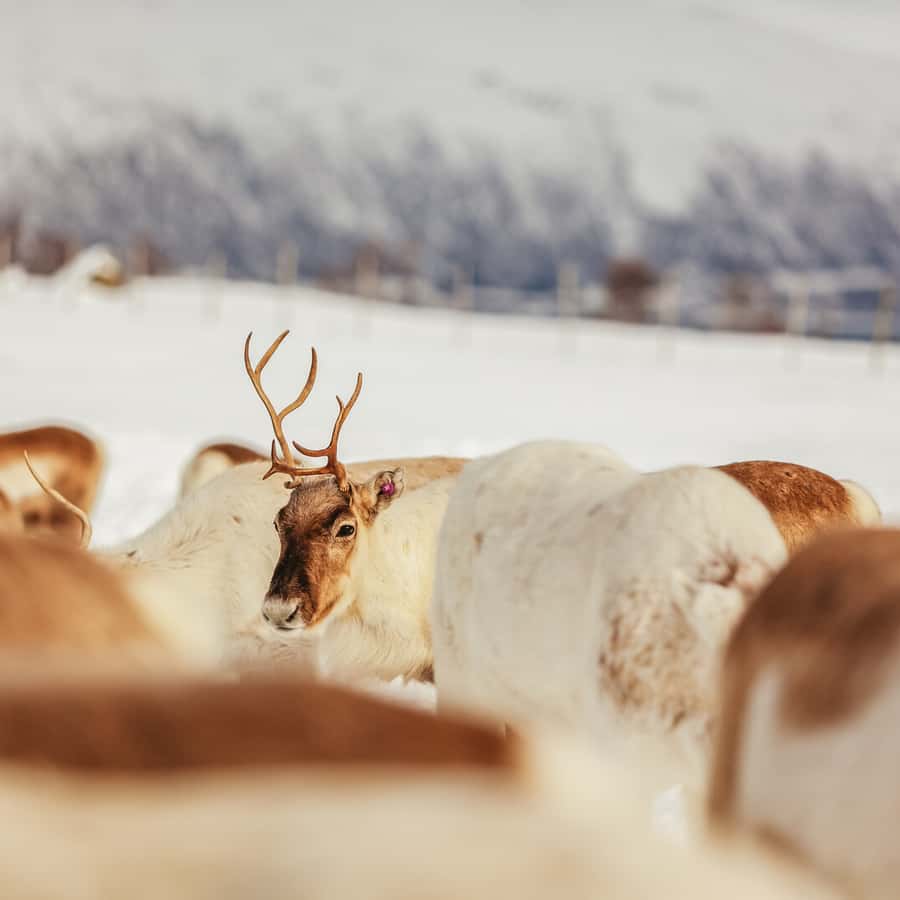 Tromsø Reindeer Sledding & Feeding with a Sami Guide