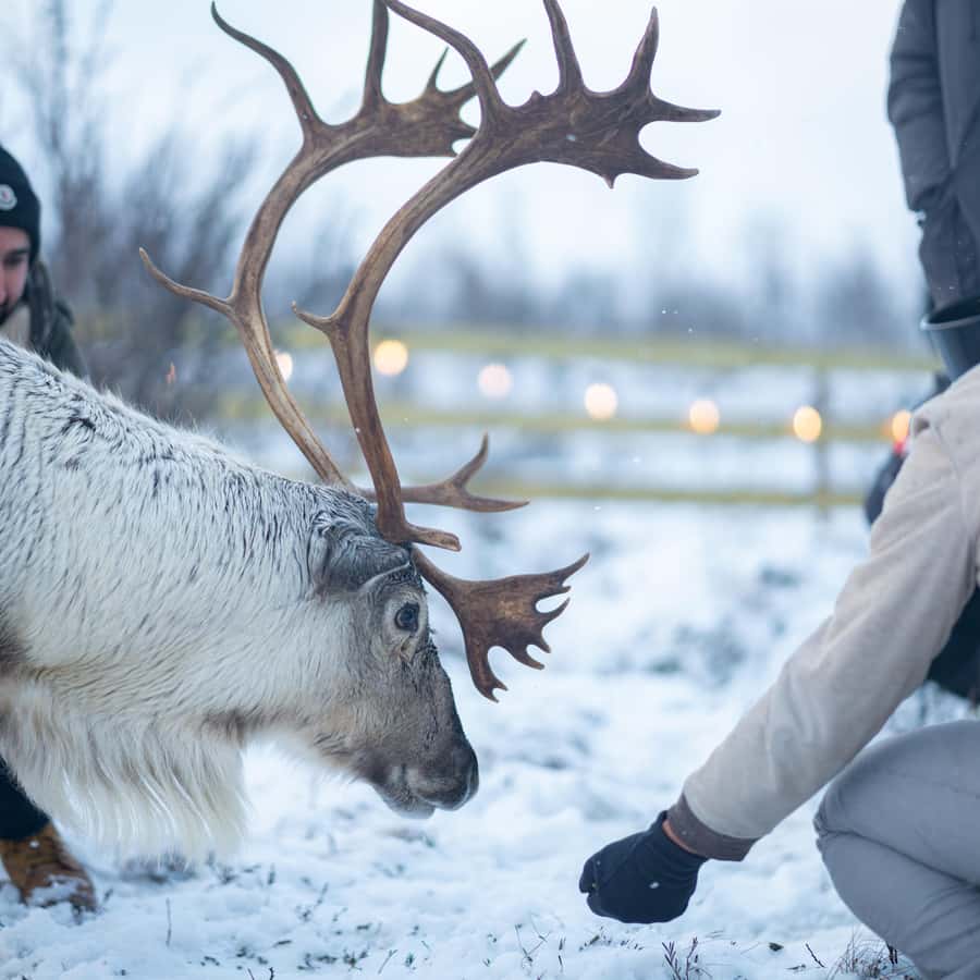 Tromsø: Royal Reindeer Feeding & Sami Culture Experience