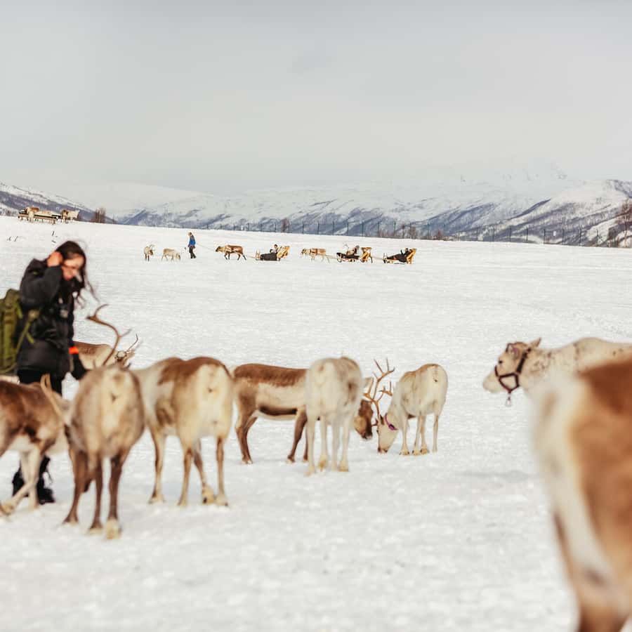 Tromsø Reindeer Sledding & Feeding with a Sami Guide