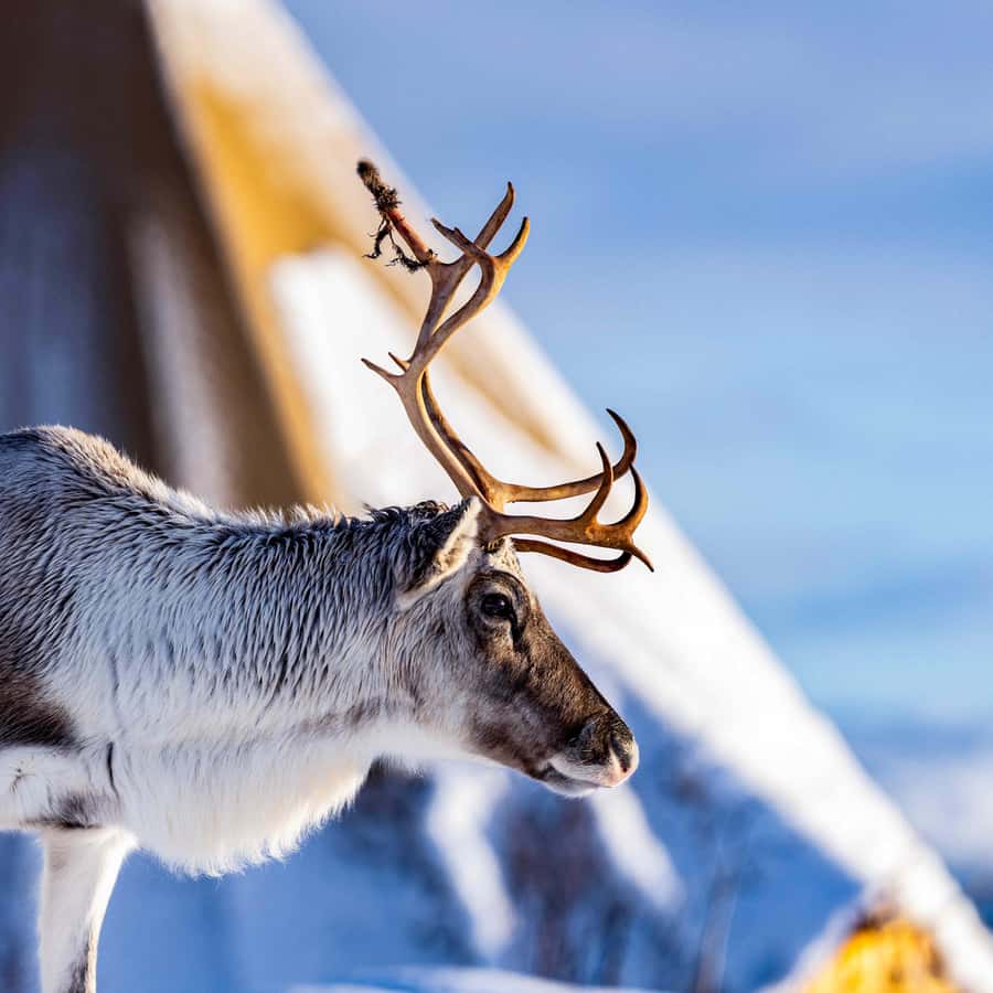 Tromsø: Royal Reindeer Feeding & Sami Culture Experience