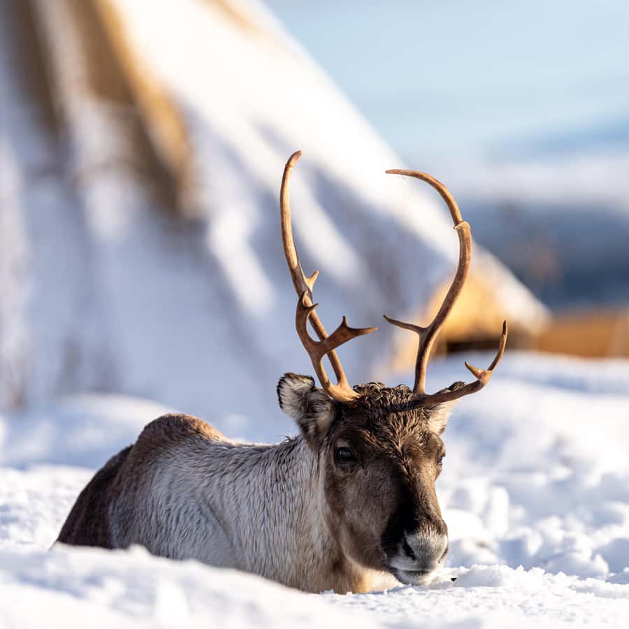 Tromsø: Royal Reindeer Feeding & Sami Culture Experience