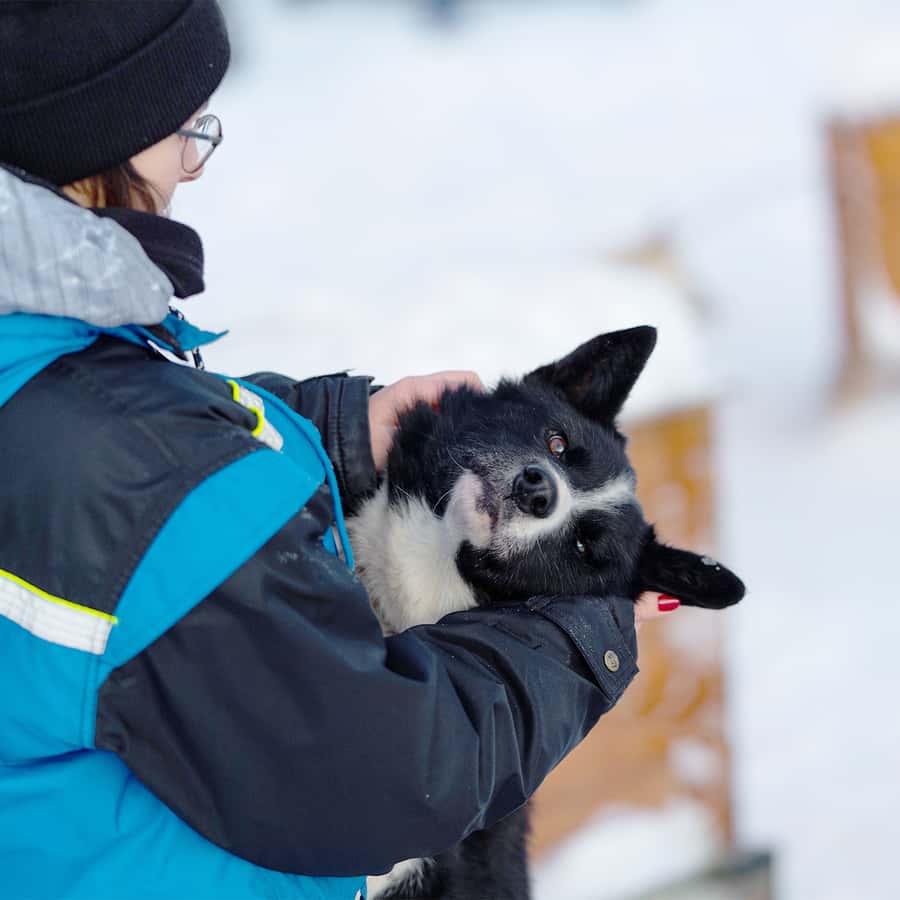 From Tromsø Husky Experience with Self Drive Dog Sled Ride