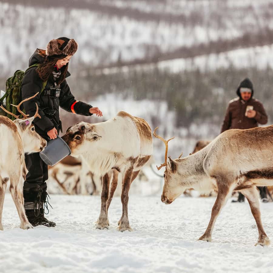 Tromsø Reindeer Sledding & Feeding with a Sami Guide