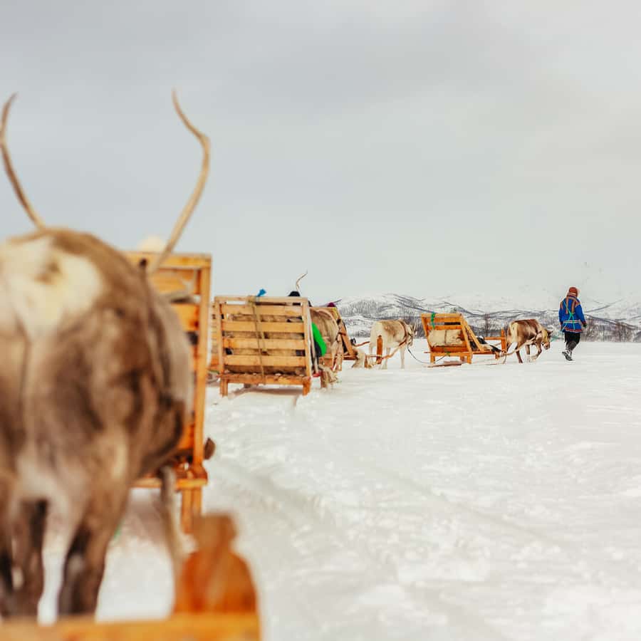 Tromsø Reindeer Sledding & Feeding with a Sami Guide