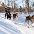 From Tromsø Husky Experience with Self Drive Dog Sled Ride