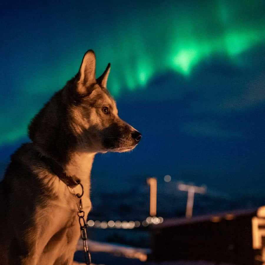 Tromsø Northern Lights Husky Visit with Traditional Dinner
