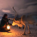 Tromsø Reindeer Sled Dinner and Chance of Northern Lights