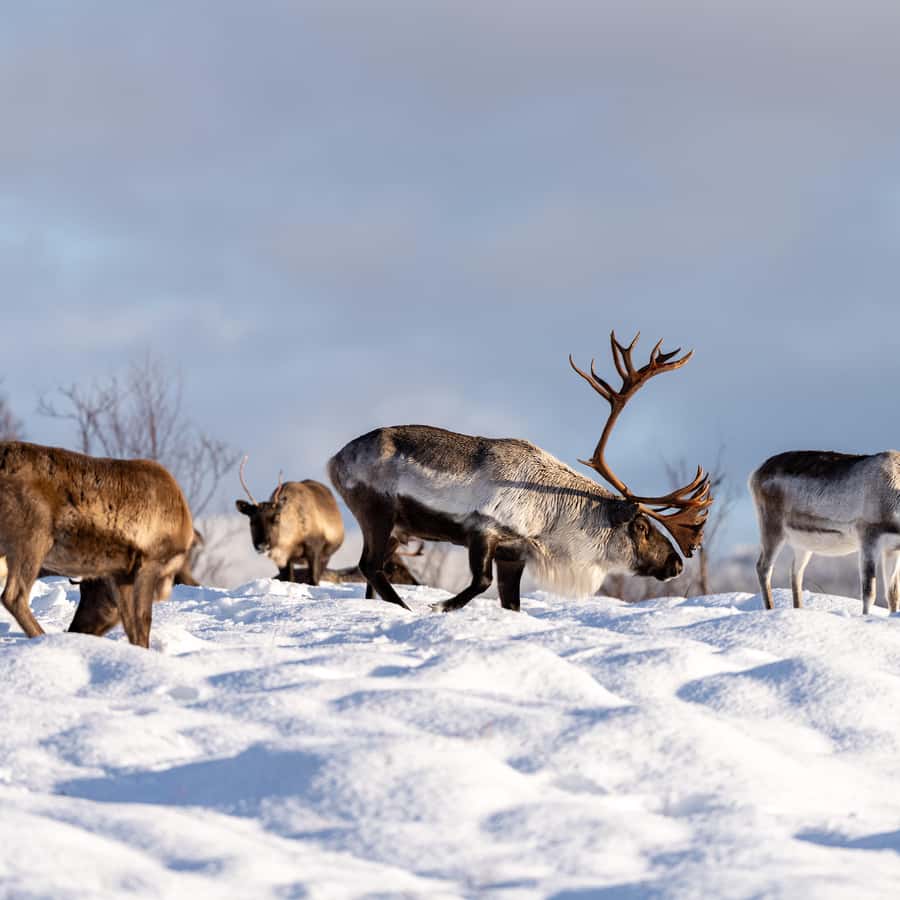 Tromsø: Royal Reindeer Feeding & Sami Culture Experience