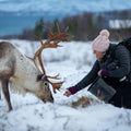 Tromsø: Royal Reindeer Feeding & Sami Culture Experience