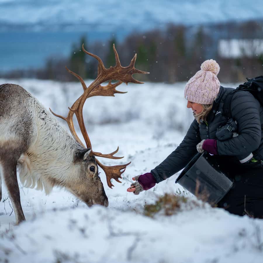 Tromsø: Royal Reindeer Feeding & Sami Culture Experience