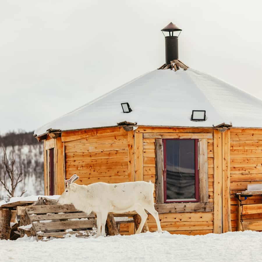 Tromsø Reindeer Sledding & Feeding with a Sami Guide