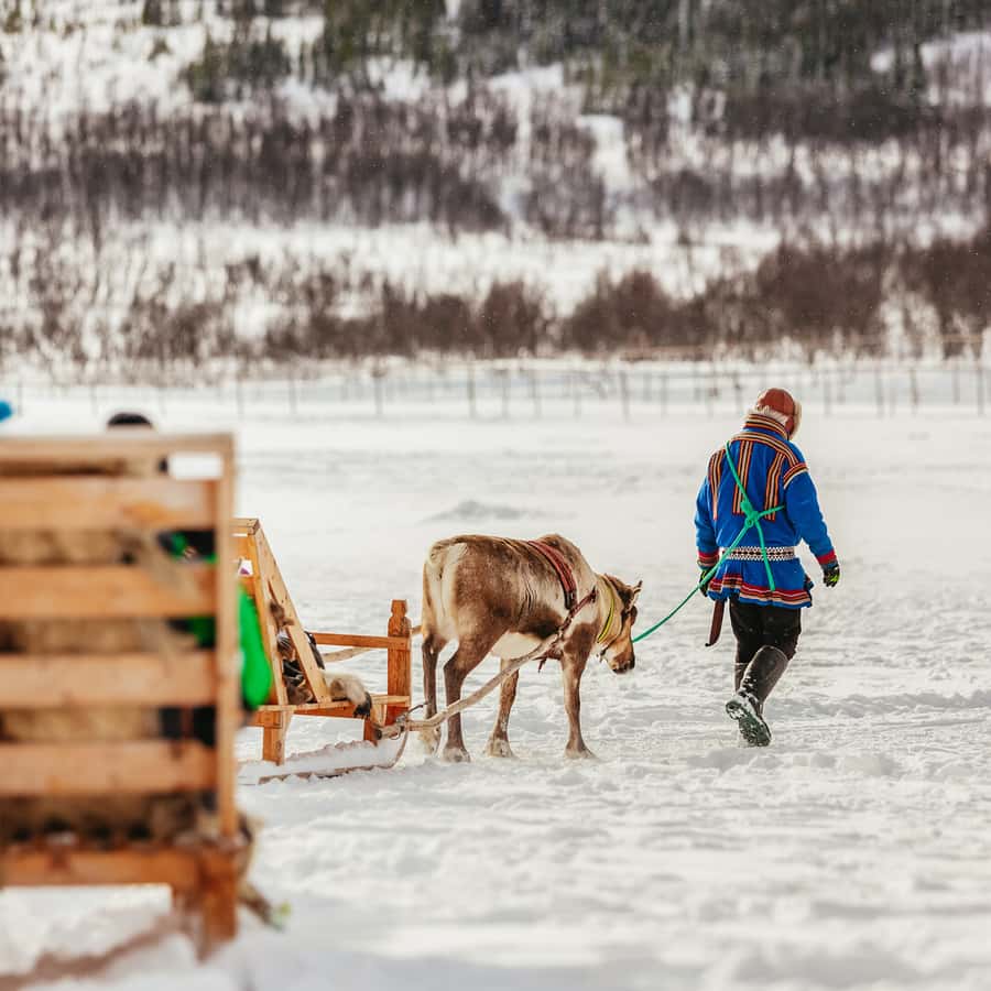 Tromsø Reindeer Sledding & Feeding with a Sami Guide