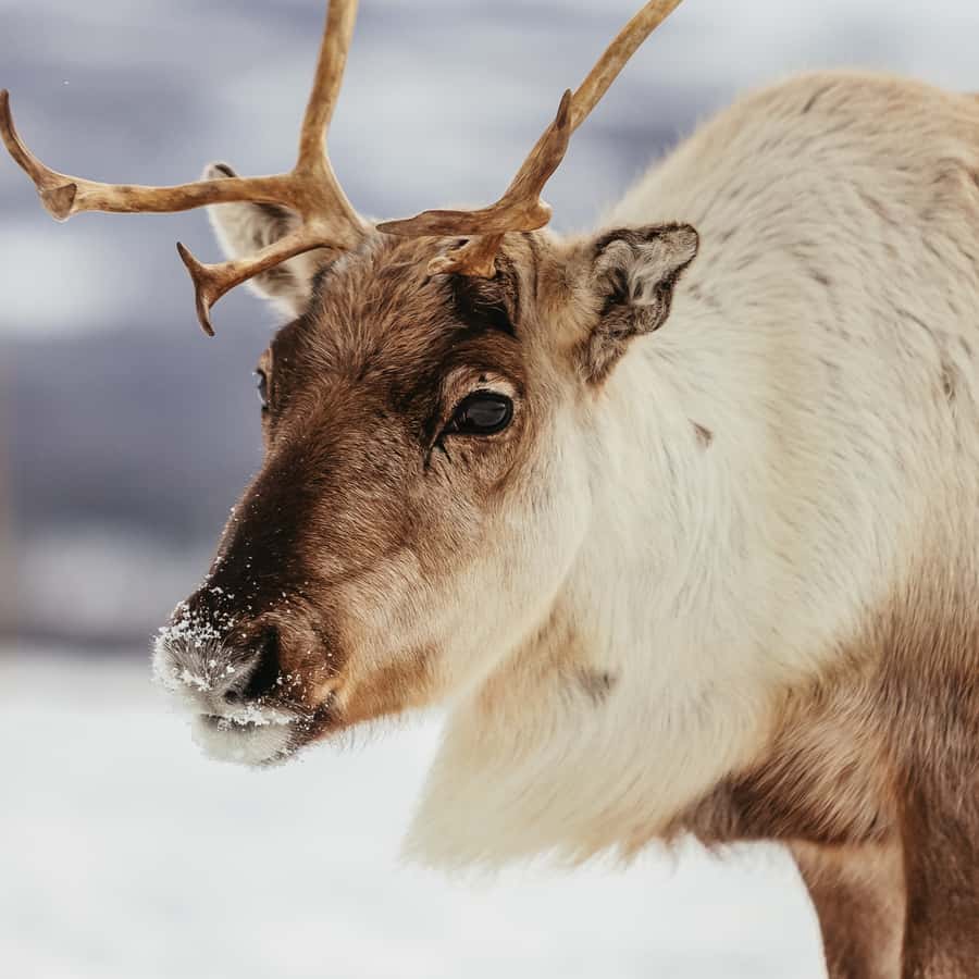 Tromsø Reindeer Sledding & Feeding with a Sami Guide