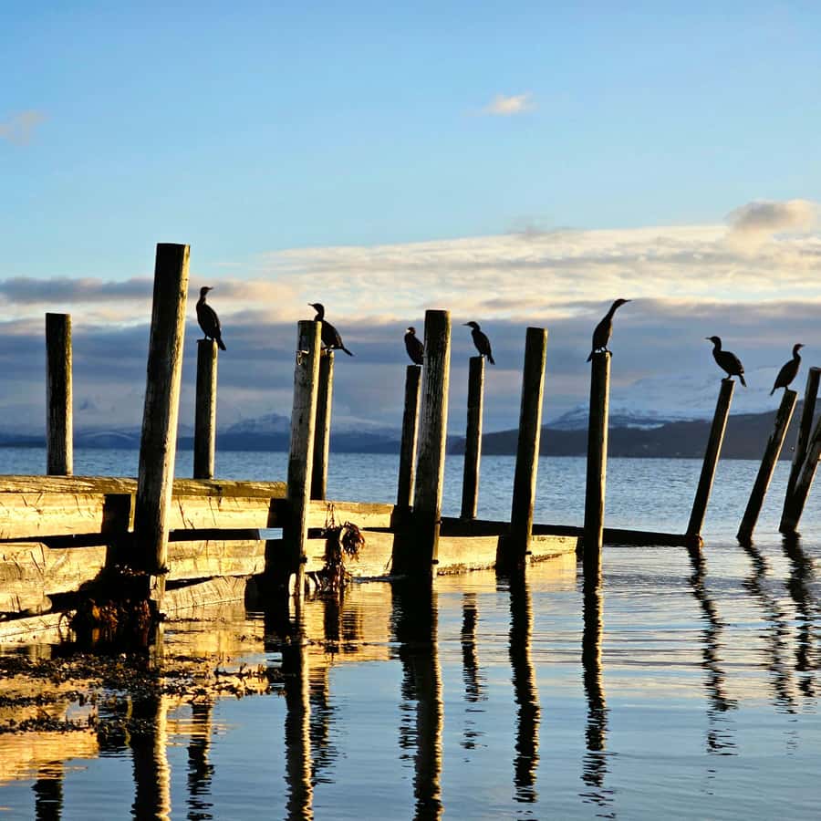 From Tromsø Arctic Wildlife & Fjord Sightseeing Tour by Car