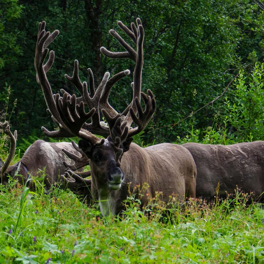 Tromsø Fjords and Sommarøy Islands Tour with Salmon Picnic
