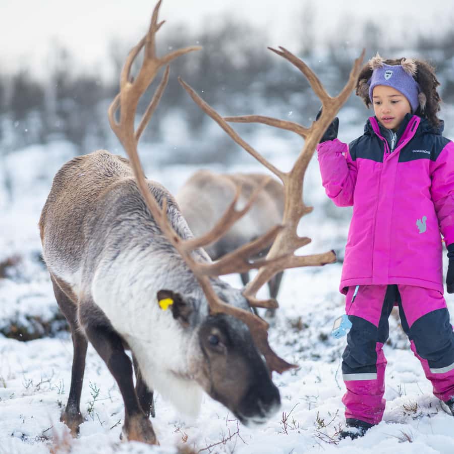 Tromsø: Royal Reindeer Feeding & Sami Culture Experience