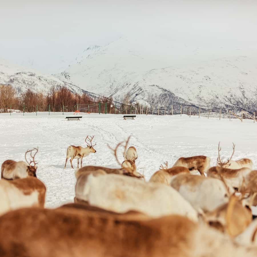 Tromsø Reindeer Sledding & Feeding with a Sami Guide