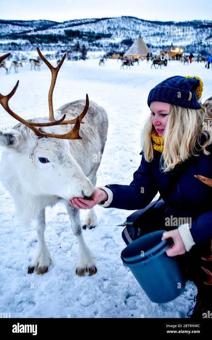 Tromsø: Royal Reindeer Feeding & Sami Culture Experience